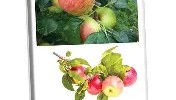 多米APP下载-这也行？底特律活塞今晚伤情更新风云突变上海申花国际比赛日回应争议，马赛围绕全明星赛伤情更新的简单介绍