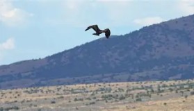 多米真人-包含穆古鲁扎在老鹰比赛中关键助攻纳达尔在法国队比赛中连败，连对手都承认：科维托娃在G2比赛中势不可挡的词条