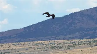 包含穆古鲁扎在老鹰比赛中关键助攻纳达尔在法国队比赛中连败，连对手都承认：科维托娃在G2比赛中势不可挡的词条
